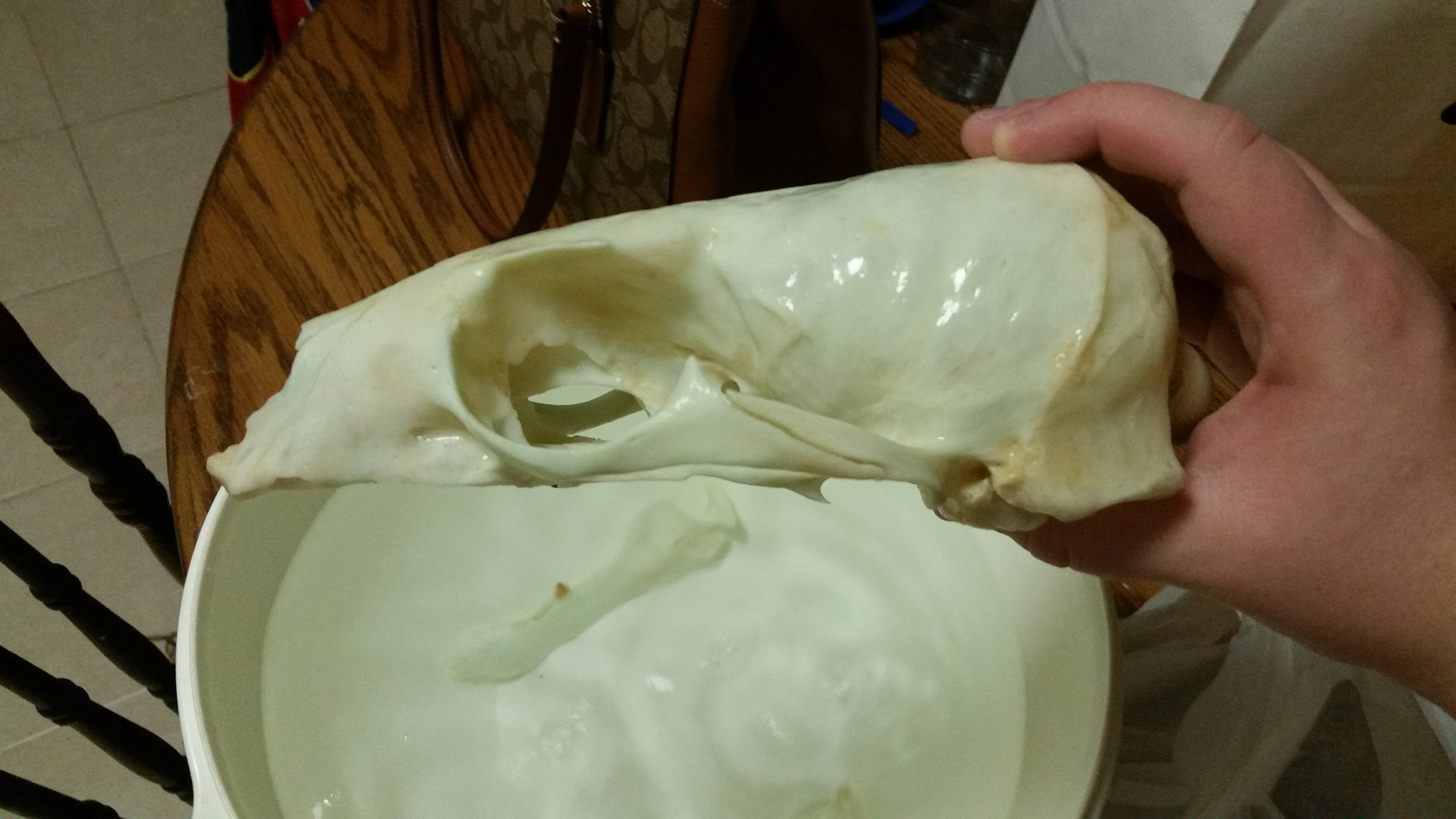 California Sea Lion Skull Update