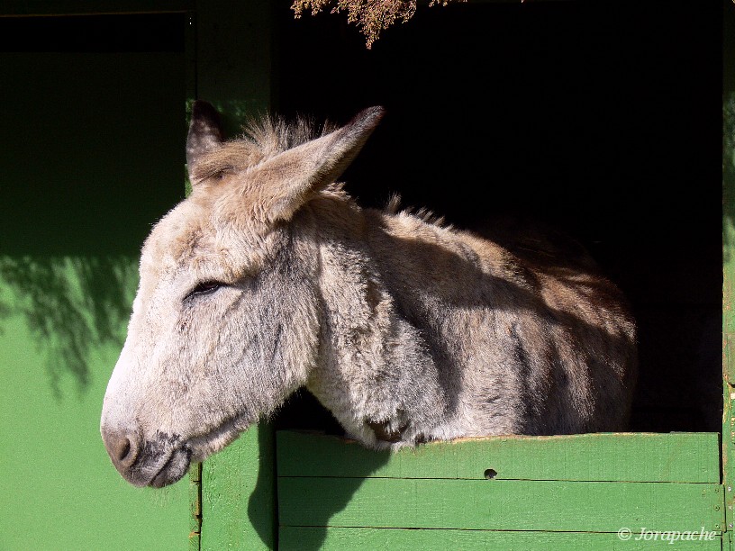 Donkey portrait