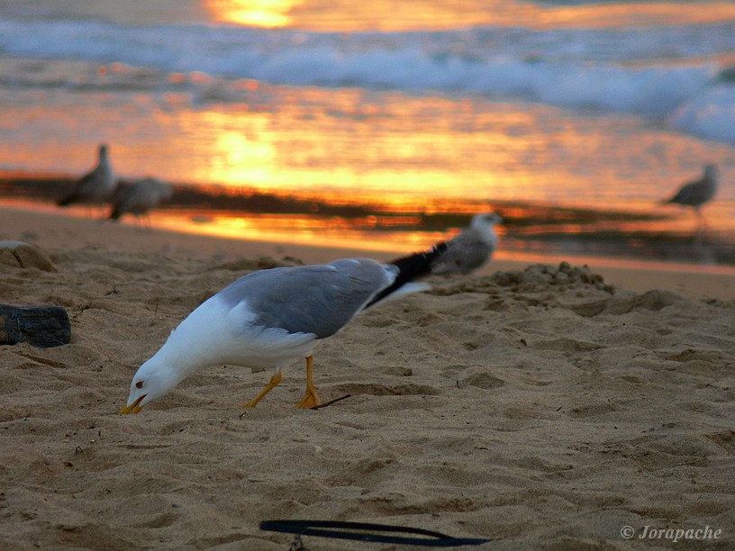 Yellow-legged gull in Espasa