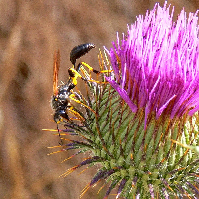 Black and yellow Mud dauber