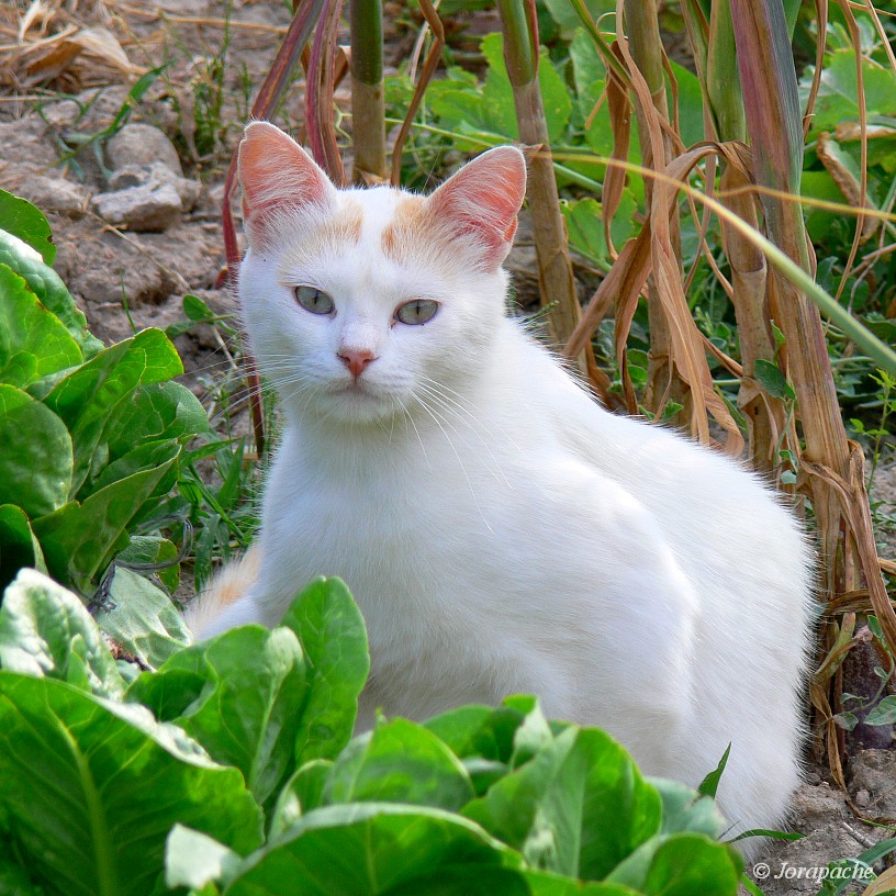 White vegetarian cat xD