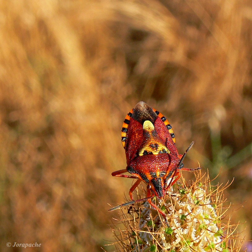 Kind of stink bug