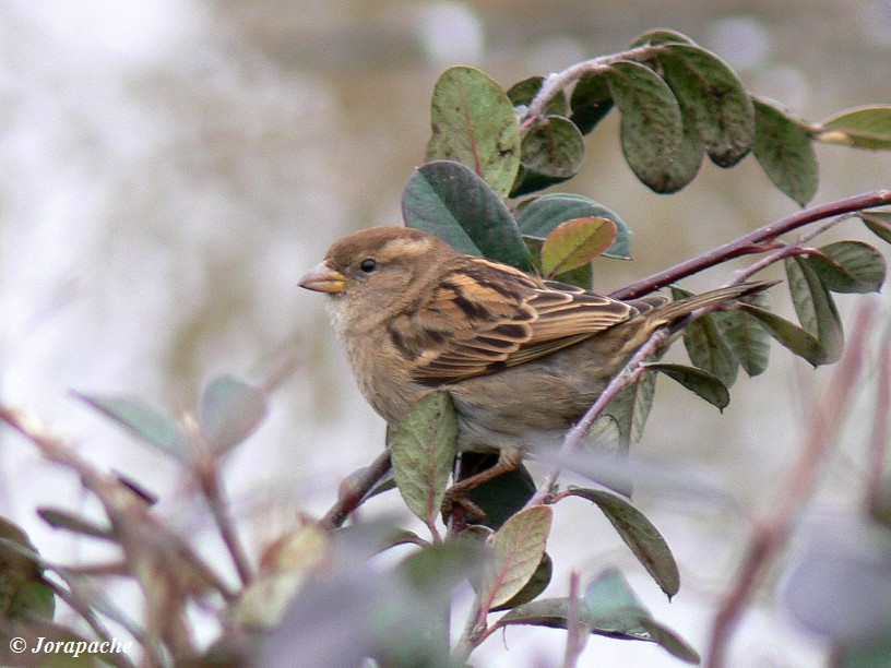 Lady sparrow