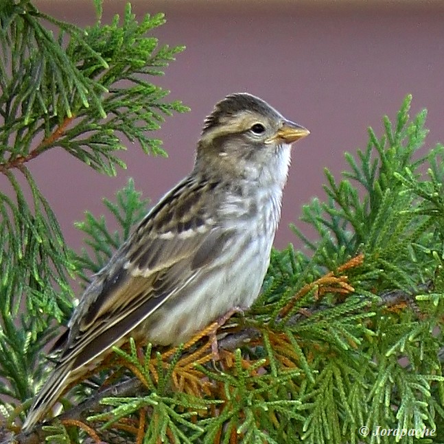 Zoom of the proud spanish bird