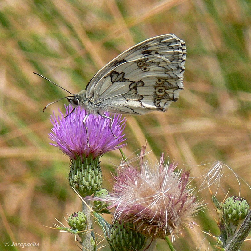 Marbled white