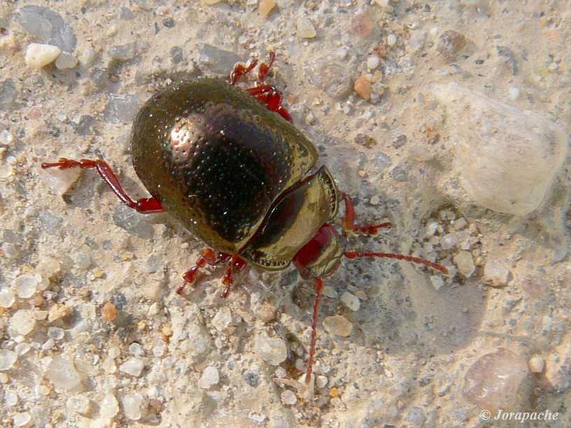 Red and golden beetle