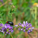 Red and black beetle by Jorapache