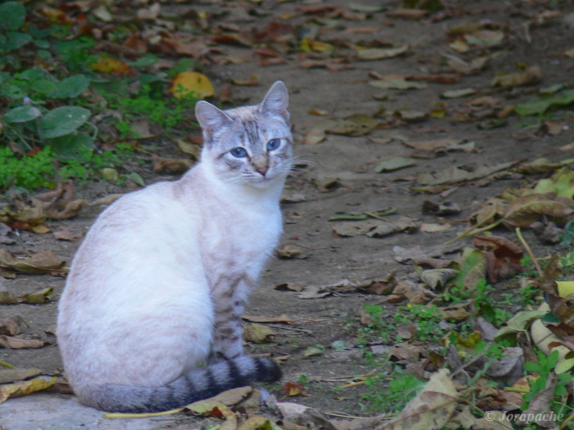 Autumn cat eyes