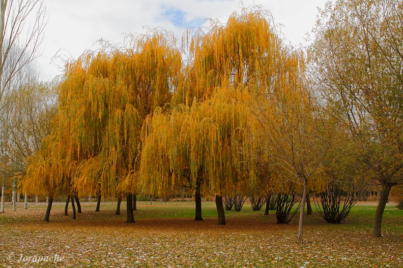 Autumn in La Candamia