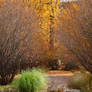 Autumnal reflections