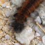 detail of shaggy caterpillar