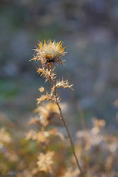 Kind of thistle