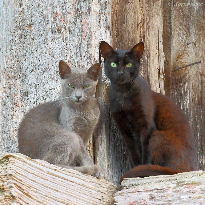 Two asturian cats