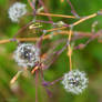 Dandelions cousins... xD