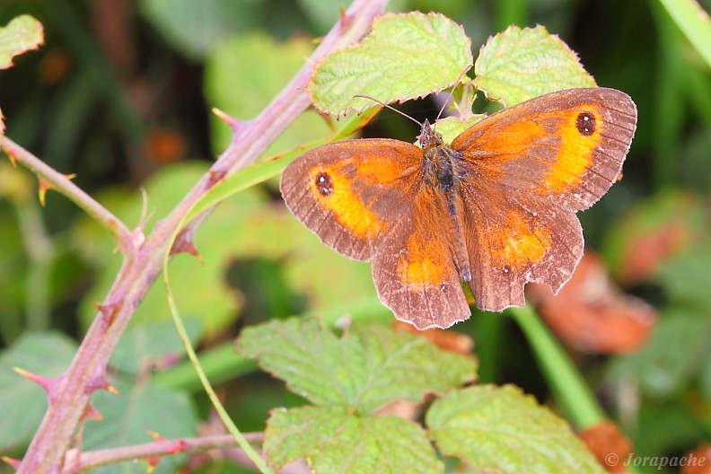 Brown and orange butterfly