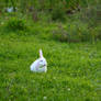 White bunny