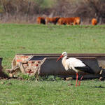 Landscape with white stork by Jorapache