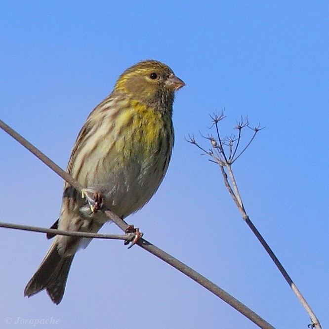 European serin