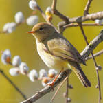 Chiffchaff by Jorapache