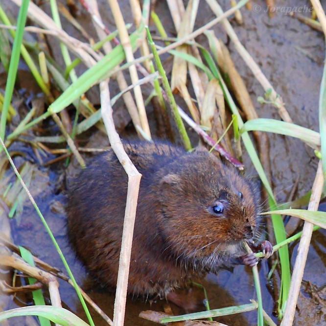 Southern water vole