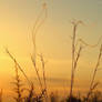 Sunset nature flags