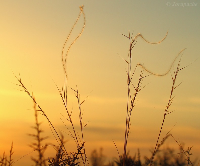 Sunset nature flags