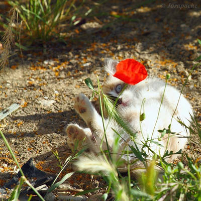 The kitten and the poppy