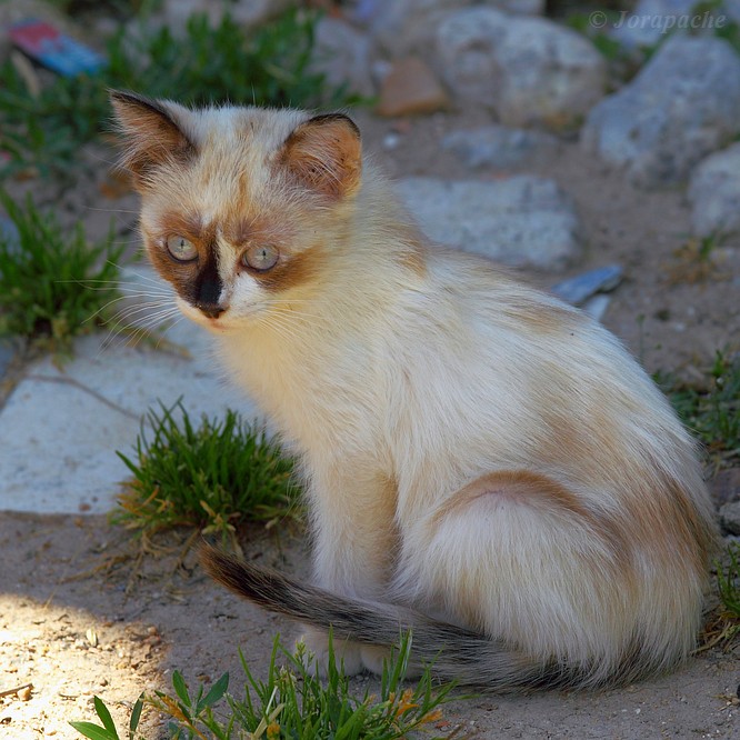 Kitten in the shadow