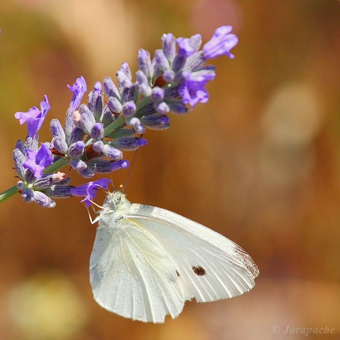 White beauty