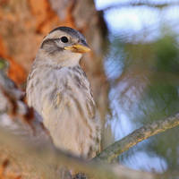 Rock sparrow portrait