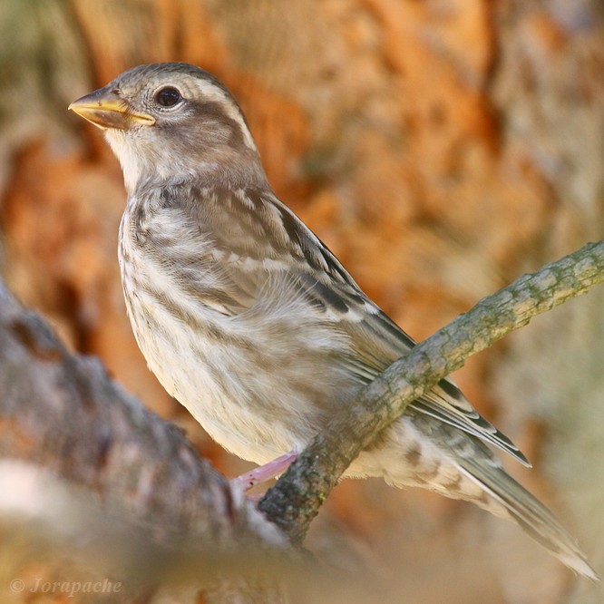 Another rock sparrow