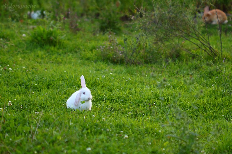 Reminds me of Snow White...