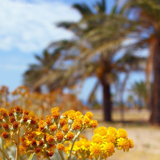 Palms behind the yellow flowers