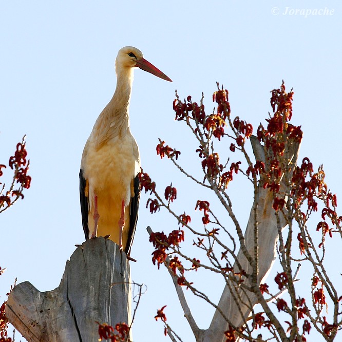 Another white stork