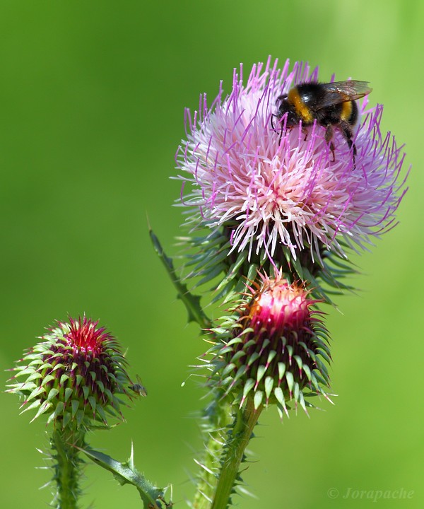 Bumblebee on a thistle flower