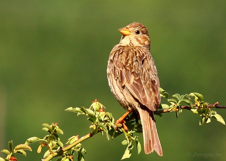 Corn bunting