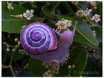 Purple snail by Jorapache