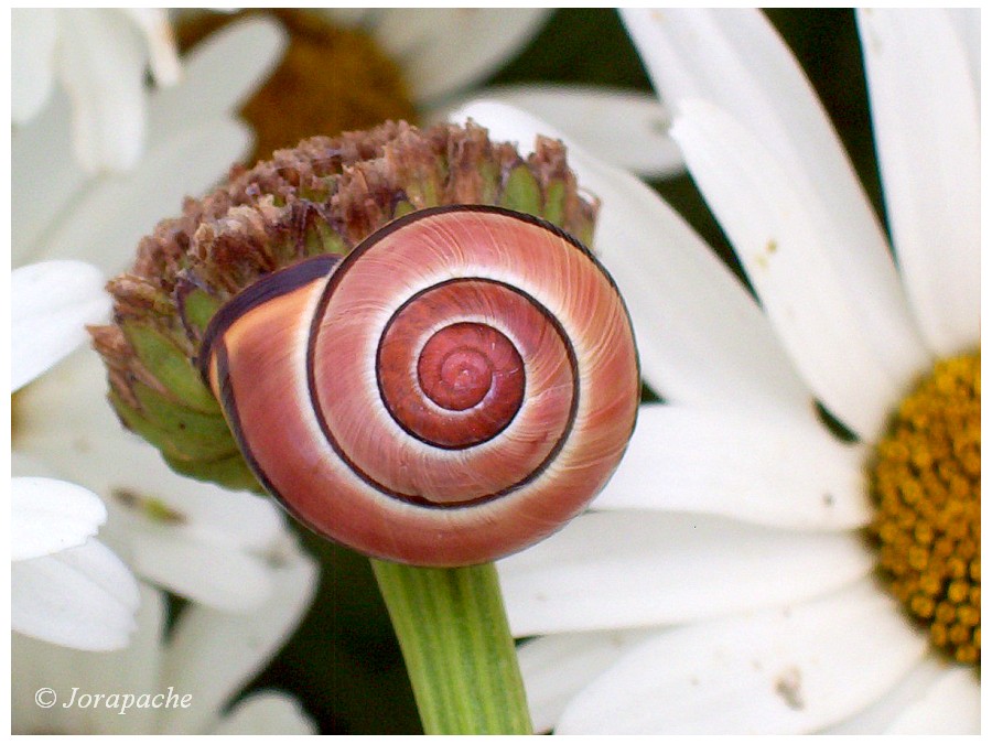 Brown, black and white snail