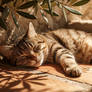 The olive shade siesta