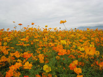 Sea of Flowers, Taiwan.Nov2009