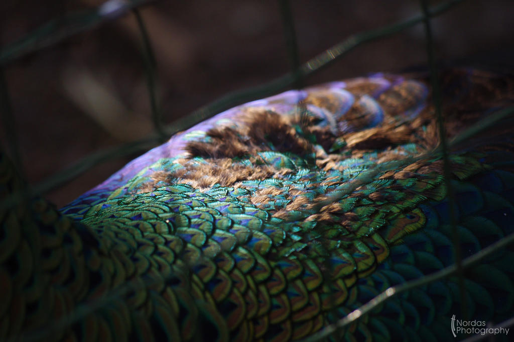 Peacock details