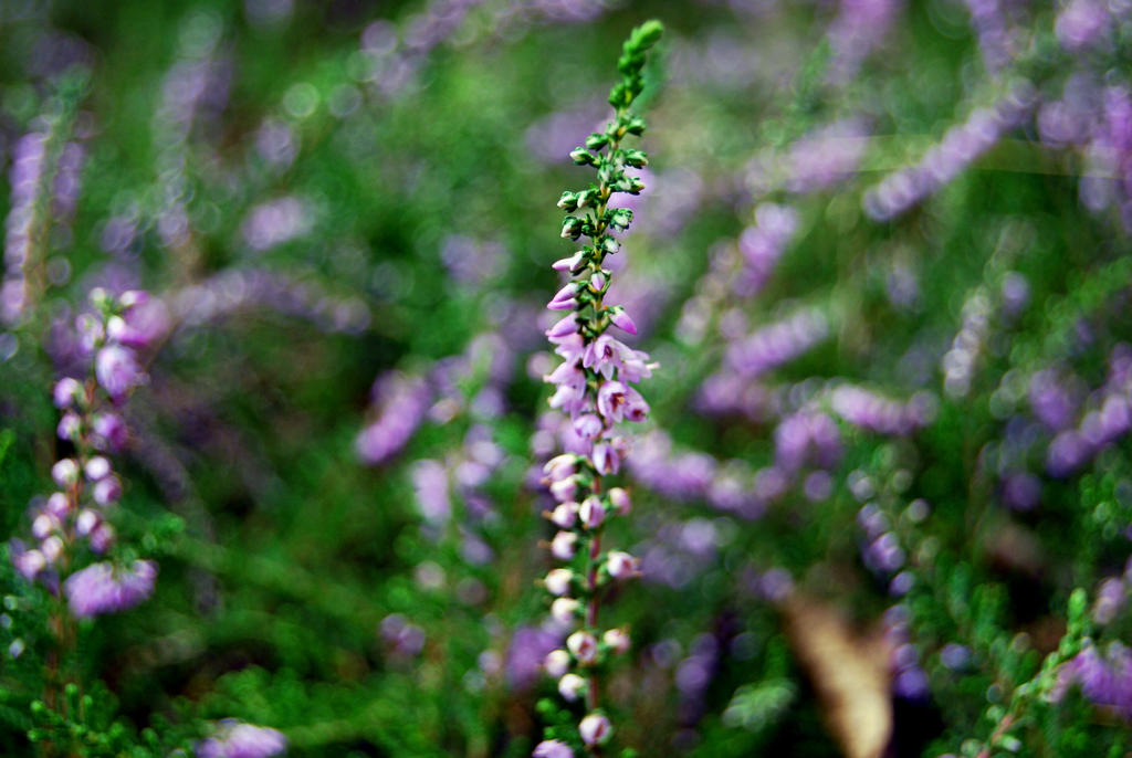 heathland