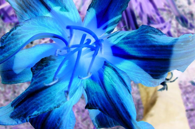Inverted Rose Flower Inverted Flower by Headgotfleas on DeviantArt