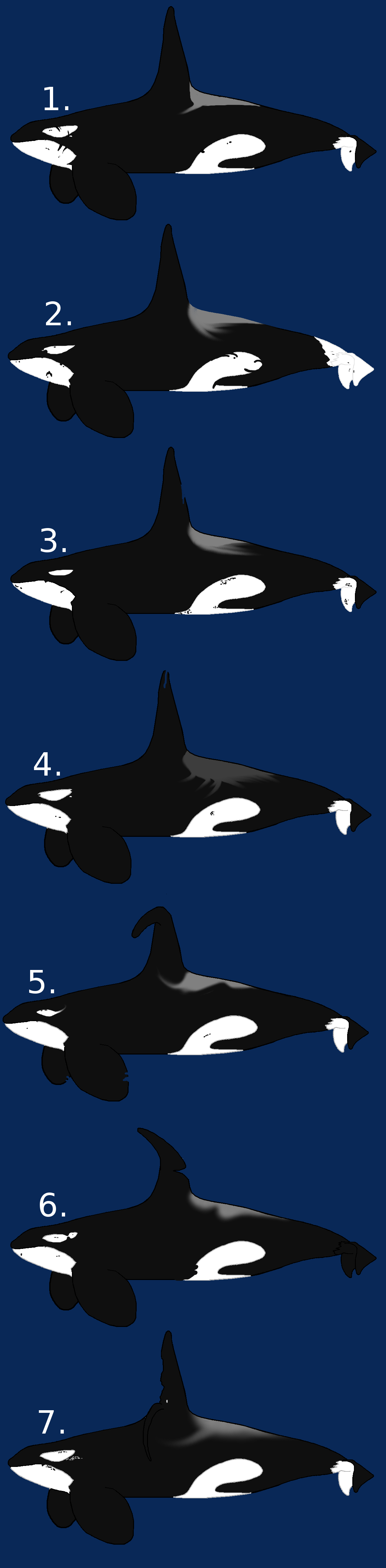 Bull Orca Adoptables OPEN