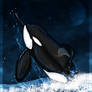 Tilikum AT with fantreasureplanetljs