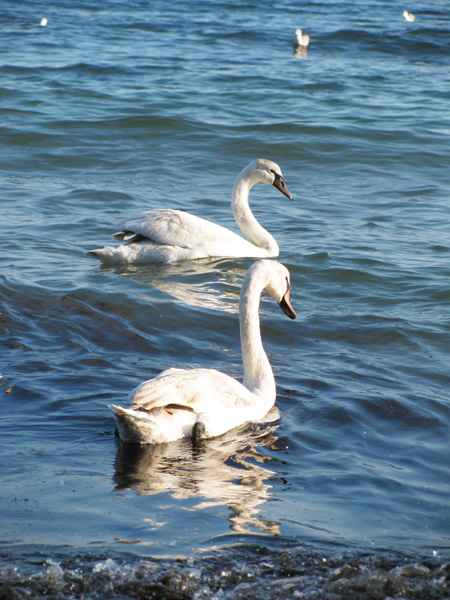 Swans