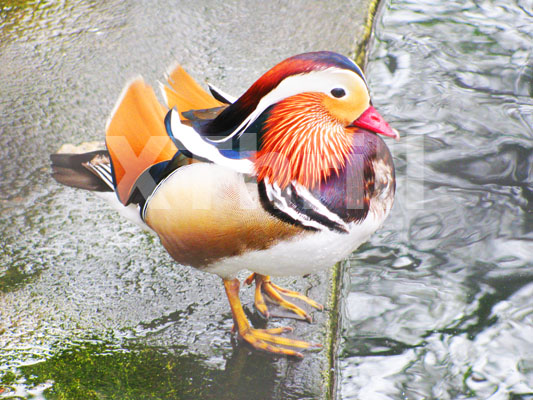 Mandarin bird