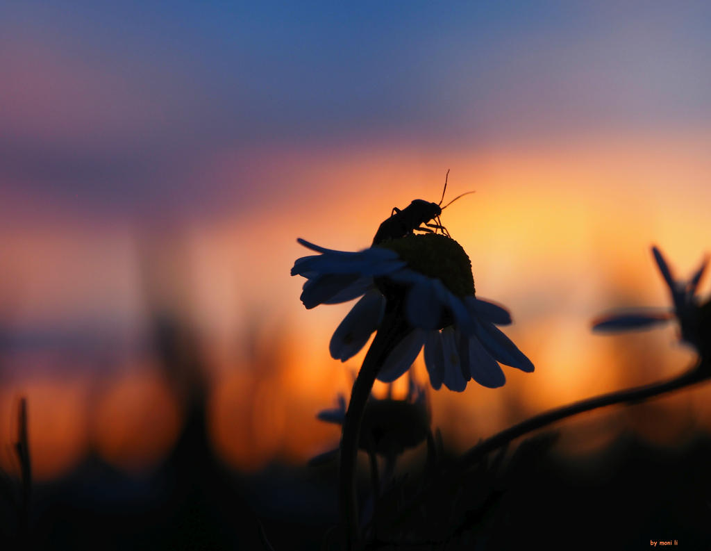 beetle in the evening sun