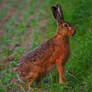 Brown hare