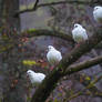 peaceful doves